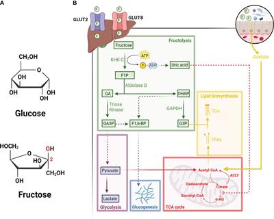Fructose-induced metabolic reprogramming of cancer cells
